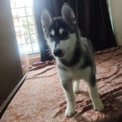 DogsIndia.com - Siberian Husky - Likelywoofs