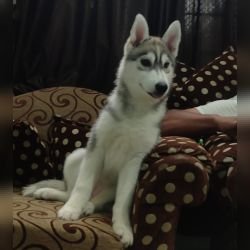 DogsIndia.com - Siberian Husky - Likelywoofs