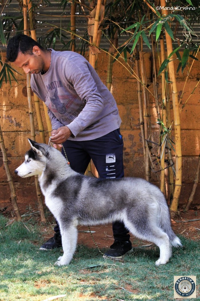 DogsIndia.com - Siberian Husky - Manoj Krishna - Romantika Kennel