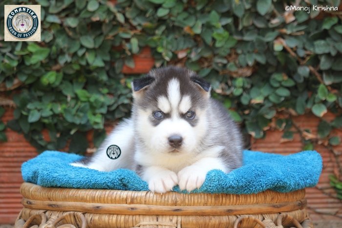 DogsIndia.com - Siberian Husky - Manoj Krishna - Romantika Kennel