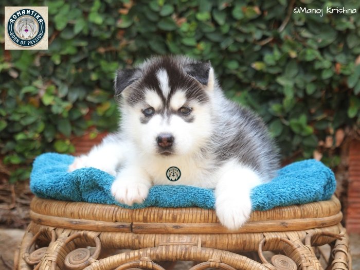DogsIndia.com - Siberian Husky - Manoj Krishna - Romantika Kennel