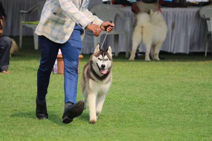 DogsIndia.com - Siberian Husky - Manoj Krishna - Romantika Kennel