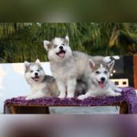 DogsIndia.com - Siberian Husky - Pooja Sangaiya
