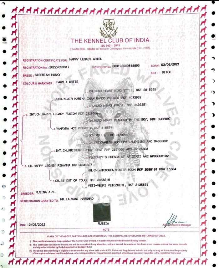 DogsIndia.com - Siberian Huskies - Short Faced Wolves Kennels - Rahul