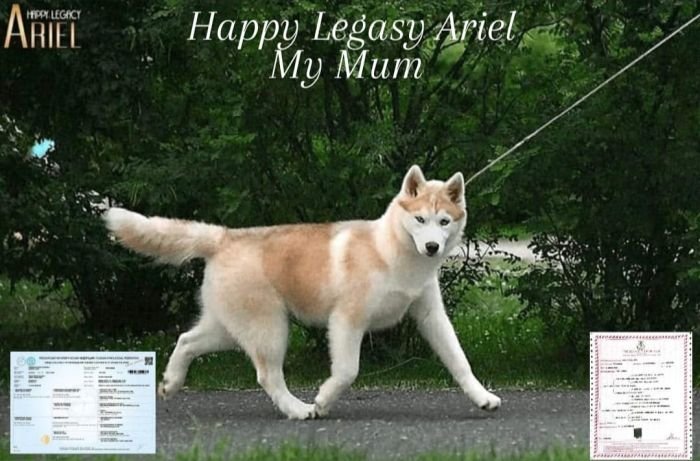 DogsIndia.com - Siberian Huskies - Short Faced Wolves Kennels - Rahul