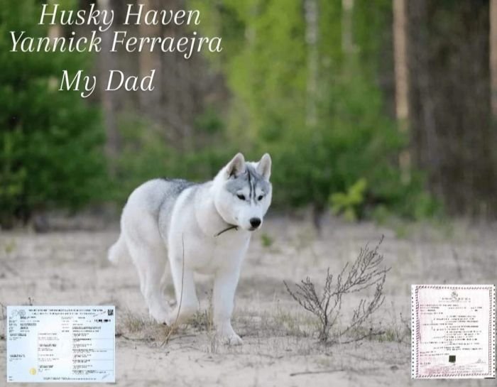 DogsIndia.com - Siberian Huskies - Short Faced Wolves Kennels - Rahul