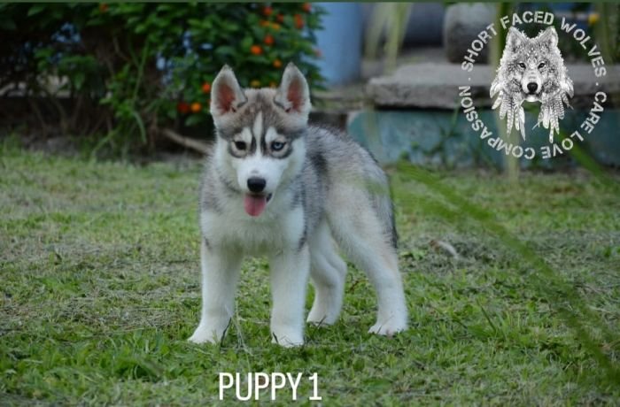 DogsIndia.com - Siberian Huskies - Short Faced Wolves Kennels - Rahul