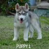 DogsIndia.com - Siberian Huskies - Short Faced Wolves Kennels - Rahul
