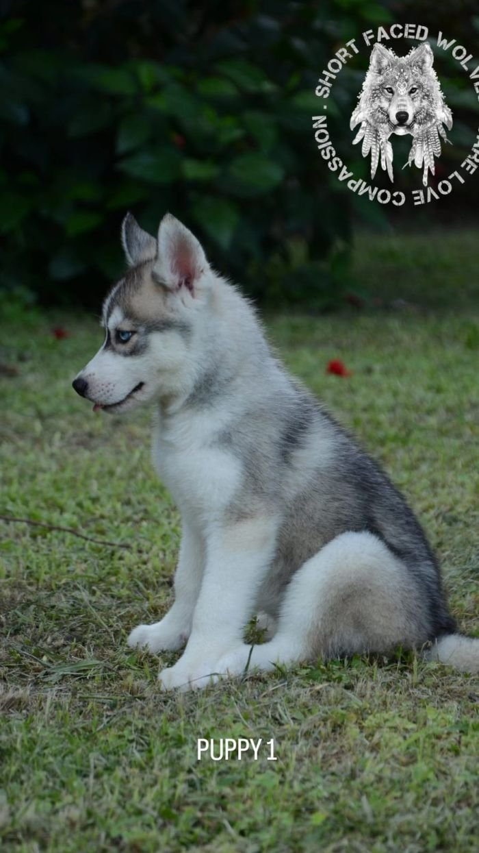 DogsIndia.com - Siberian Huskies - Short Faced Wolves Kennels - Rahul