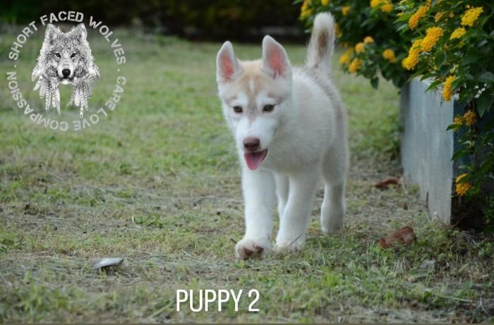DogsIndia.com - Siberian Huskies - Short Faced Wolves Kennels - Rahul