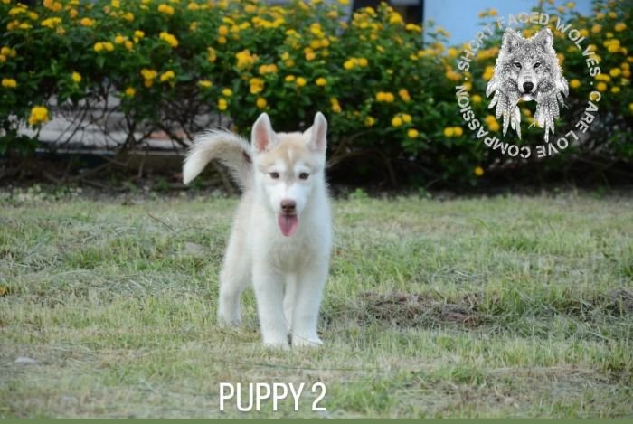 DogsIndia.com - Siberian Huskies - Short Faced Wolves Kennels - Rahul