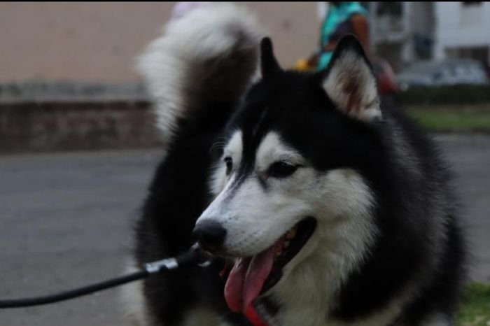 DogsIndia.com - Siberian Huskies - Short Faced Wolves Kennels - Rahul