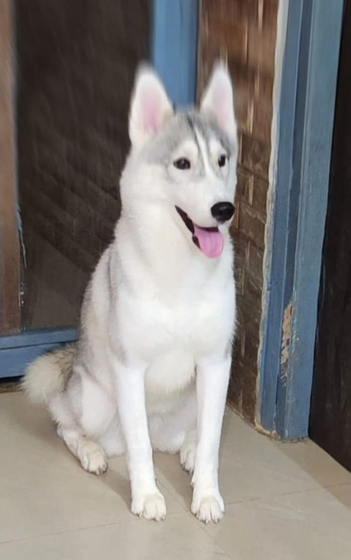 DogsIndia.com - Siberian Huskies - Short Faced Wolves Kennels - Rahul