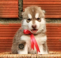 DogsIndia.com - Siberian Husky - Manoj Krishna - Romantika Kennel