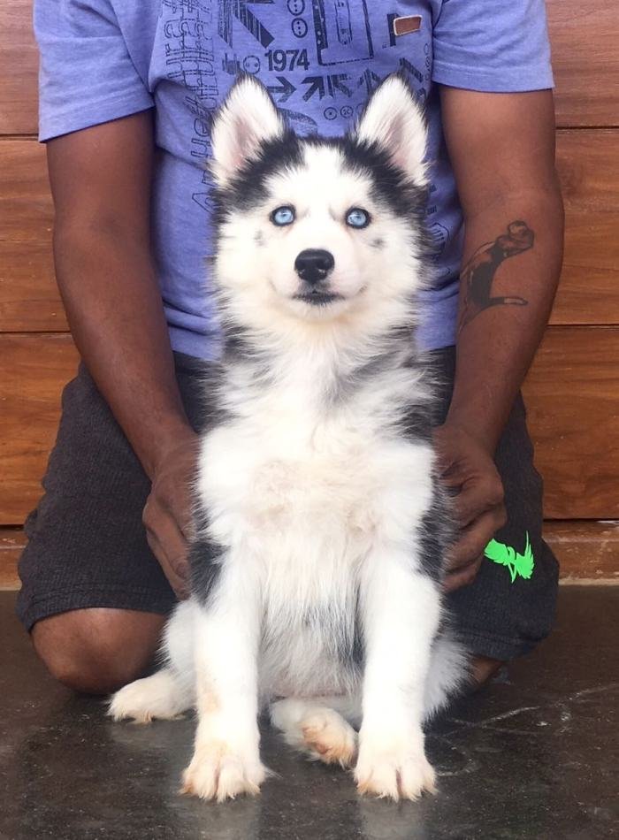 DogsIndia.com - Siberian Husky - Sanrams Kennel