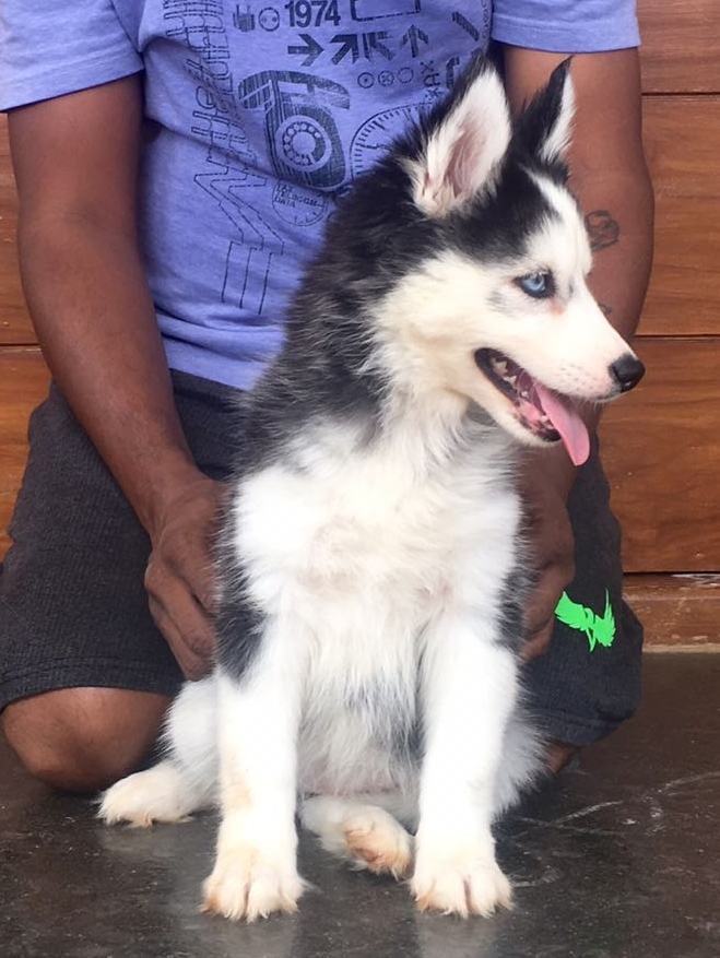 DogsIndia.com - Siberian Husky - Sanrams Kennel