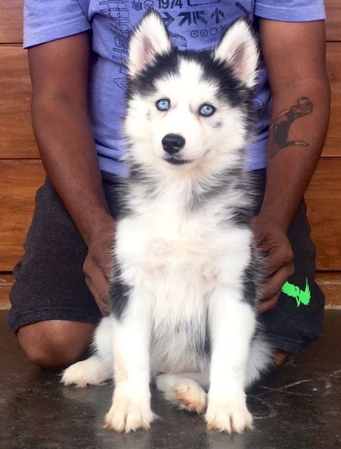 DogsIndia.com - Siberian Husky - Sanrams Kennel