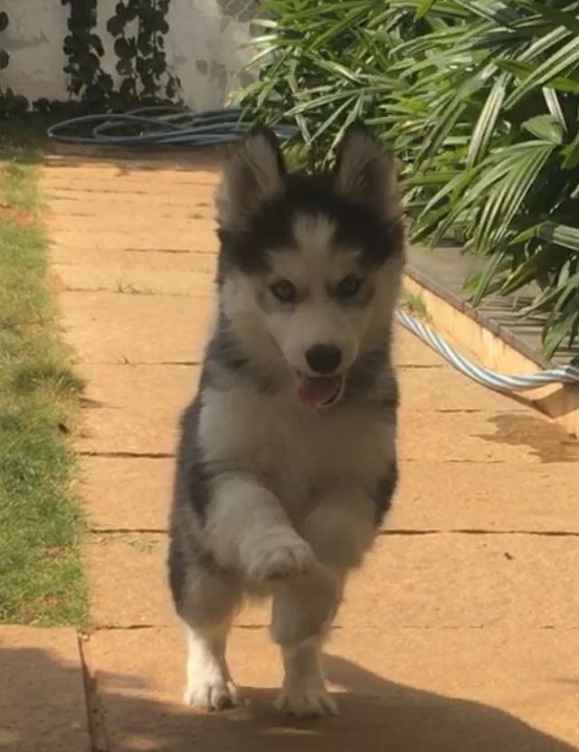 DogsIndia.com - Siberian Husky - Sanrams Kennel