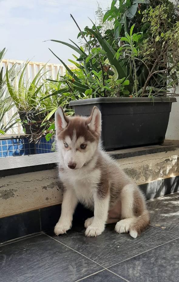 DogsIndia.com - Siberian Husky - Sanrams Kennel