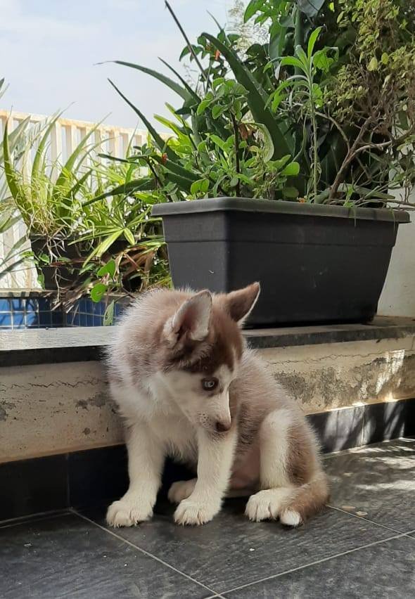 DogsIndia.com - Siberian Husky - Sanrams Kennel