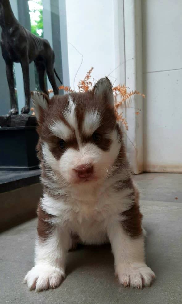 DogsIndia.com - Siberian Husky - Sanrams Kennel