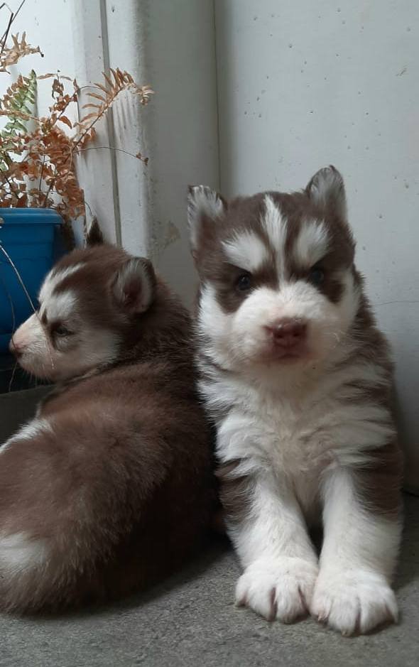 DogsIndia.com - Siberian Husky - Sanrams Kennel