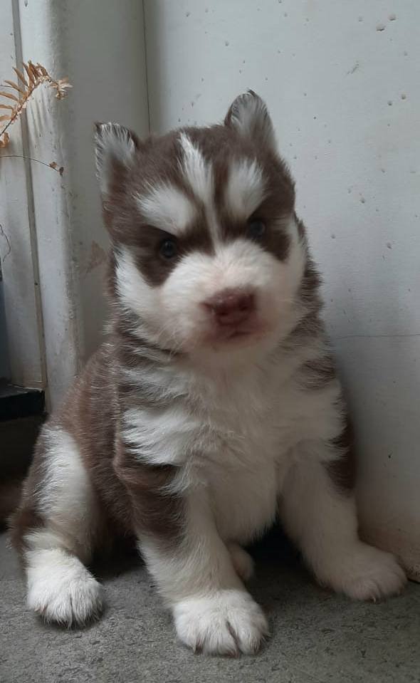 DogsIndia.com - Siberian Husky - Sanrams Kennel