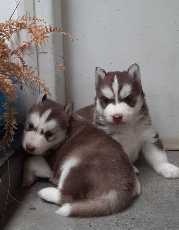 DogsIndia.com - Siberian Husky - Sanrams Kennel