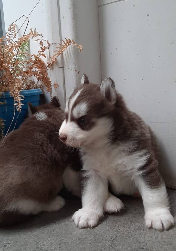 DogsIndia.com - Siberian Husky - Sanrams Kennel