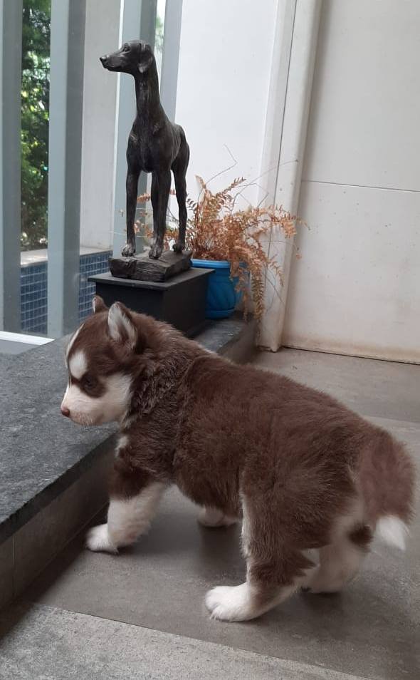 DogsIndia.com - Siberian Husky - Sanrams Kennel