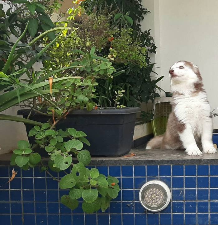 DogsIndia.com - Siberian Husky - Sanrams Kennel