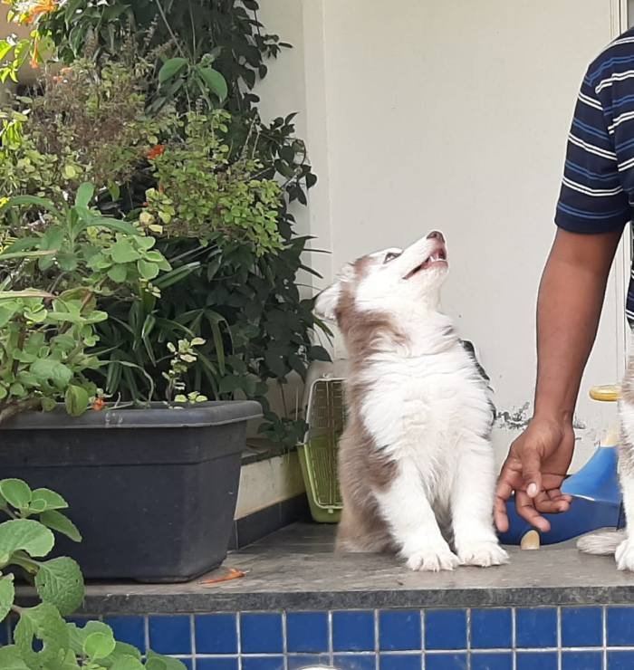 DogsIndia.com - Siberian Husky - Sanrams Kennel