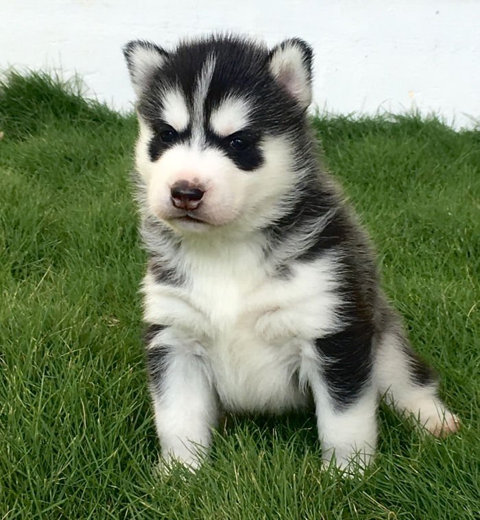 DogsIndia.com - Siberian Husky - Sanrams Kennel