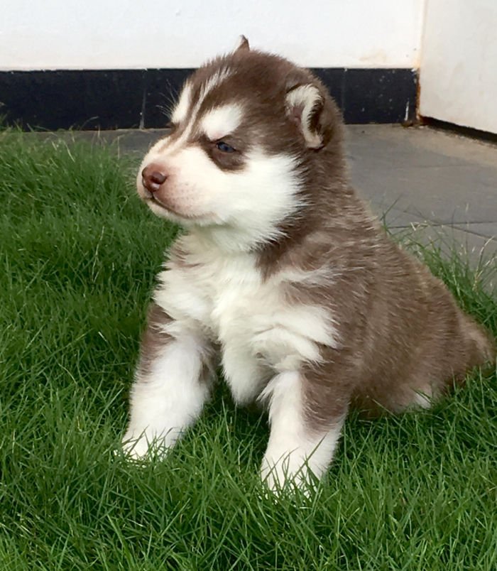 DogsIndia.com - Siberian Husky - Sanrams Kennel
