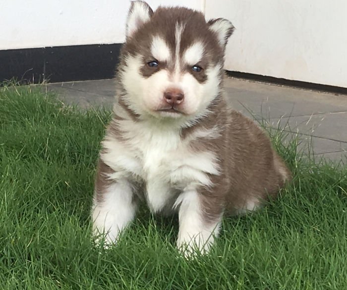 DogsIndia.com - Siberian Husky - Sanrams Kennel