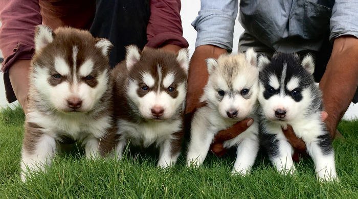 DogsIndia.com - Siberian Husky - Sanrams Kennel