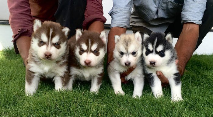 DogsIndia.com - Siberian Husky - Sanrams Kennel