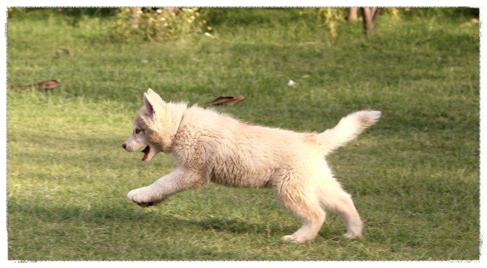 DogsIndia.com - Siberian Huskies - Shikara Huskies - Akershika Mishra