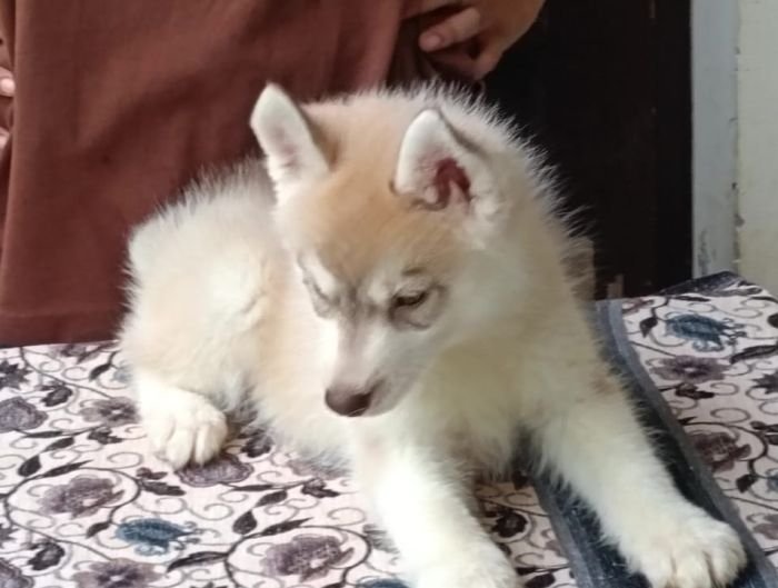 DogsIndia.com - Siberian Husky - Shrishti Verma