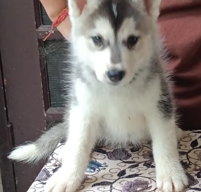 DogsIndia.com - Siberian Husky - Shrishti Verma