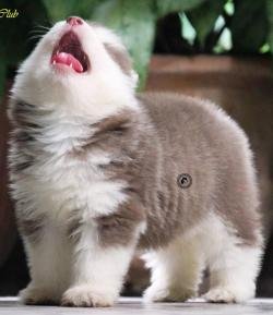 DogsIndia.com - Siberian Husky - Dr. Taranath