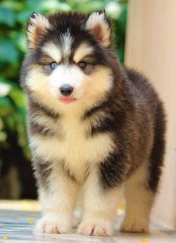 DogsIndia.com - Siberian Husky - Dr. Taranath