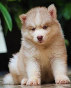 DogsIndia.com - Siberian Husky - Dr. Taranath