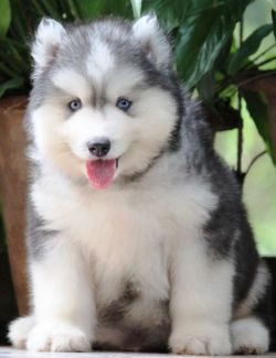 DogsIndia.com - Siberian Husky - Dr. Taranath
