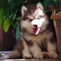 DogsIndia.com - Siberian Husky - Dr. Taranath