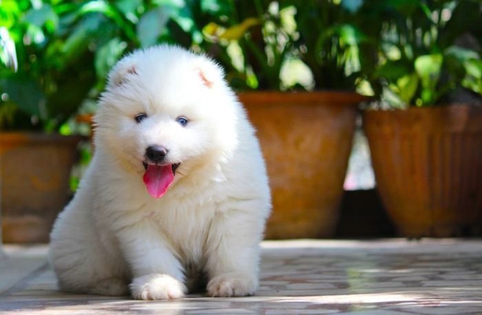 DogsIndia.com - Siberian Husky - Dr. Taranath