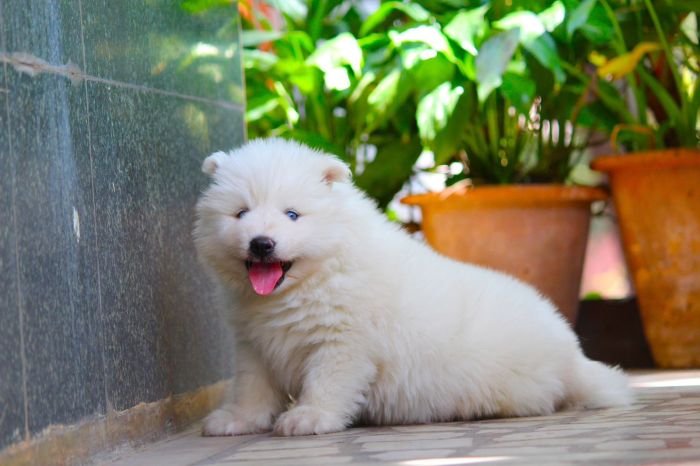 DogsIndia.com - Siberian Husky - Dr. Taranath
