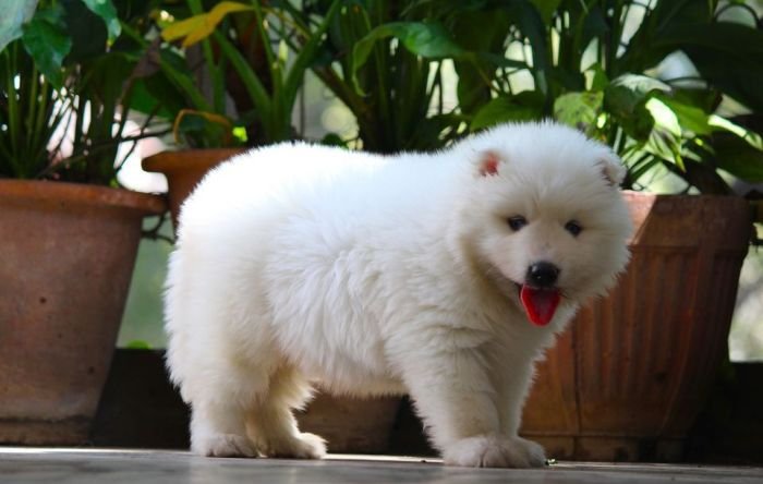 DogsIndia.com - Siberian Husky - Dr. Taranath