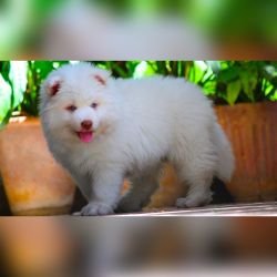 DogsIndia.com - Siberian Husky - Dr. Taranath
