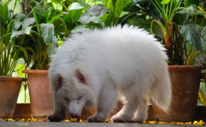 DogsIndia.com - Siberian Husky - Dr. Taranath
